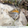 kirinia climene roxandra female1